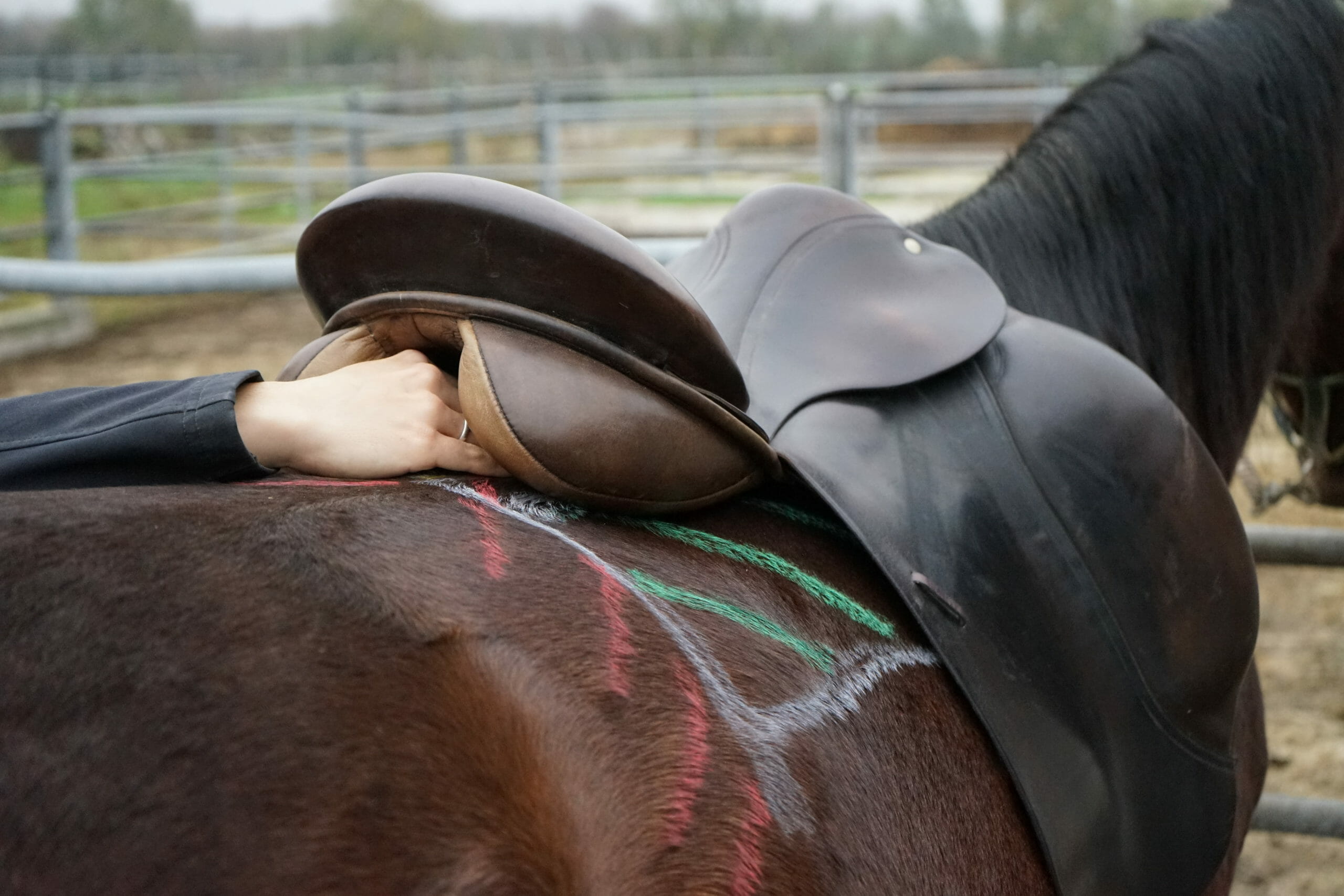 ilaria saddle service - saddle fitting