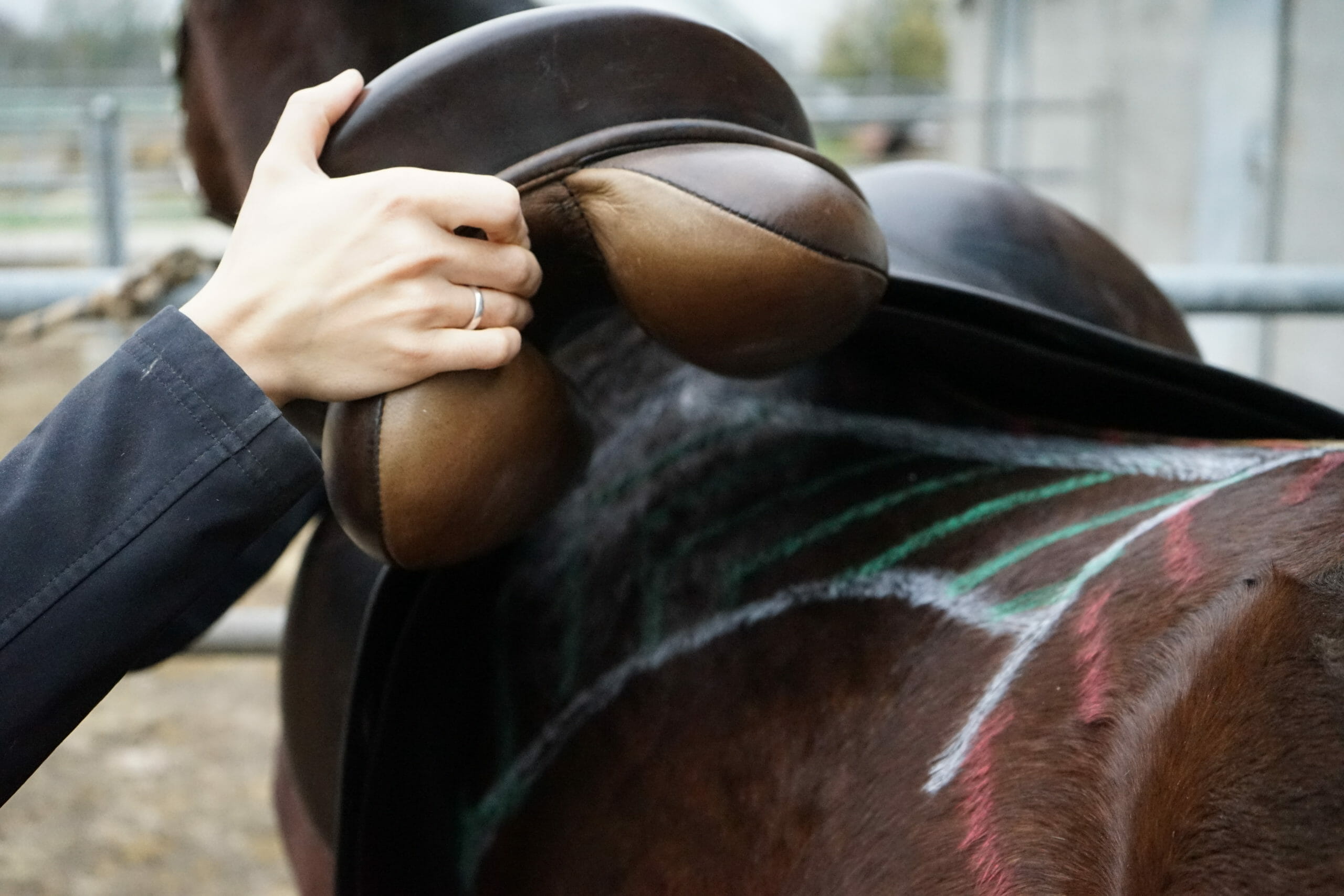 ilaria saddle service - saddle fitting