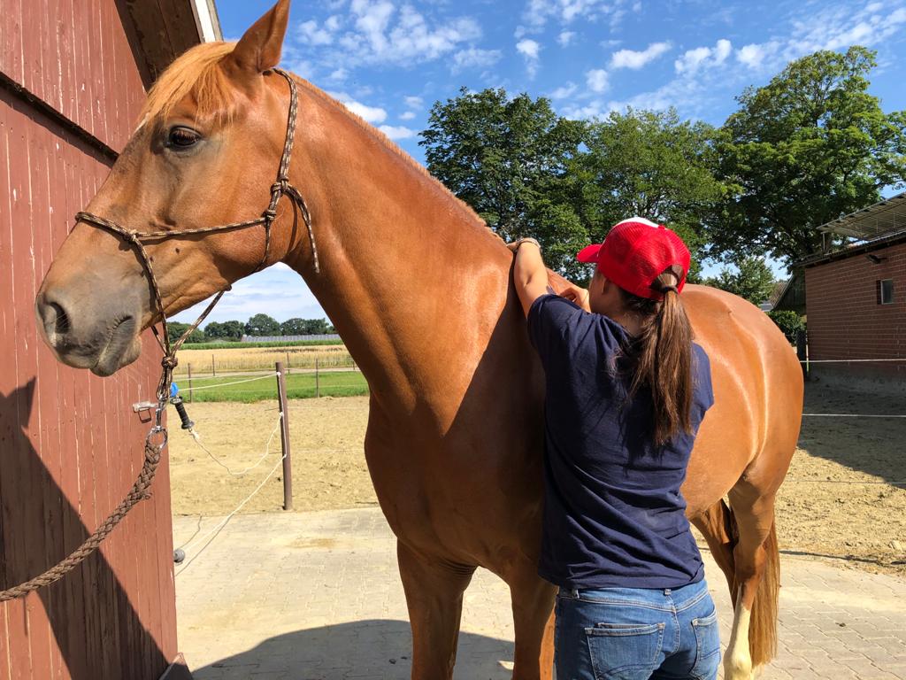 ilaria saddle service consulenze saddle fitting italia