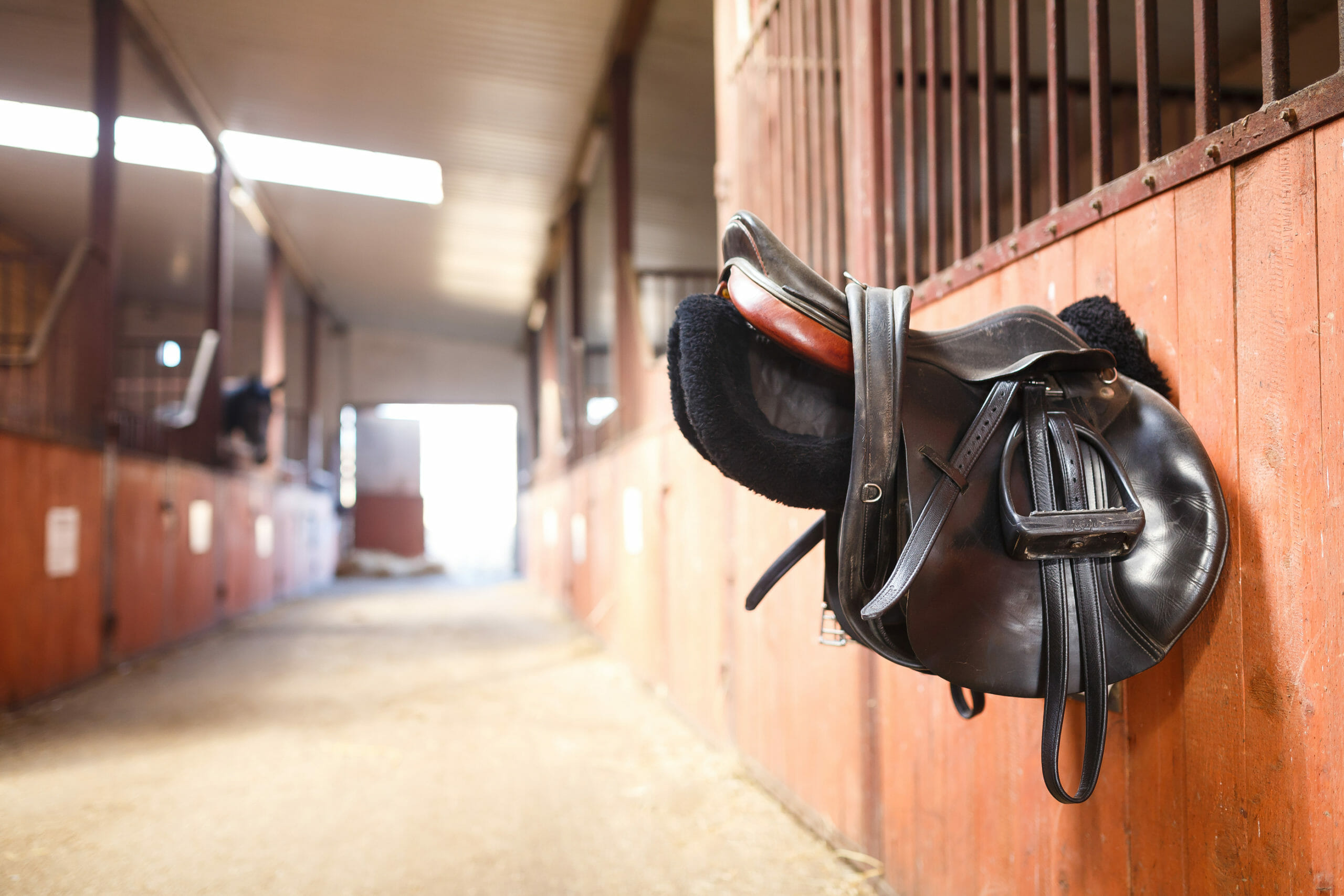 ilaria saddle service consulenze saddle fitting italia