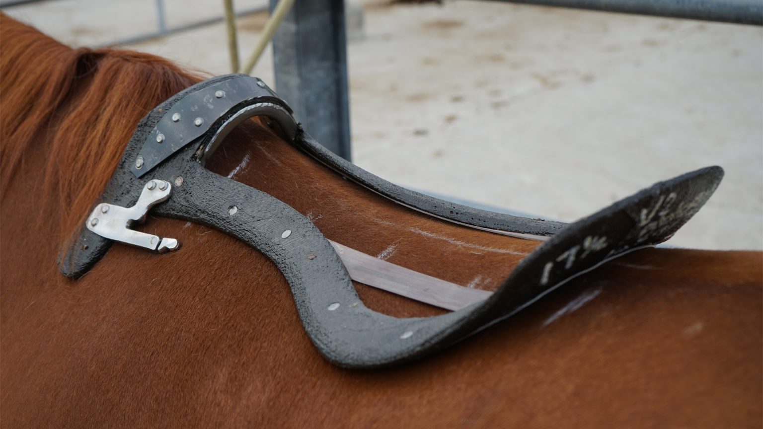 saddle fitting selle su misura