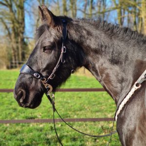 testiera bitless bridle hackamore anatomico edix hack q