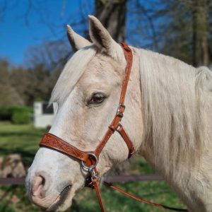 Testiera sidepull bitless bridle edix western