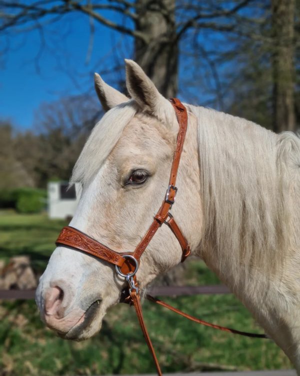 Testiera sidepull bitless bridle edix western