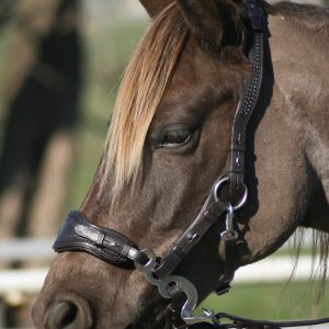 testiera bitless bridle hackamore anatomico edix hack q