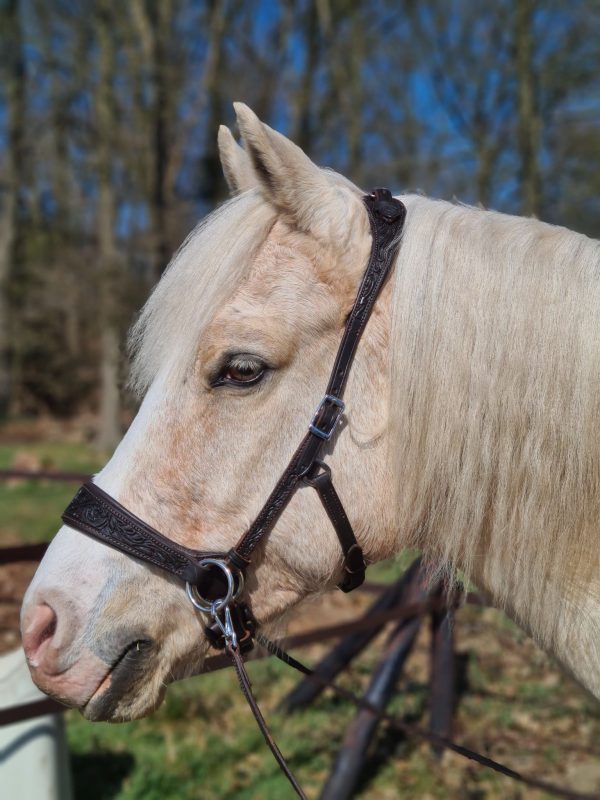 Testiera sidepull bitless bridle edix western